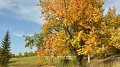 Arbre de l'année 2024 : l'alisier blanc, trésor méconnu de nos espaces verts