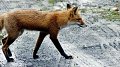 Appel au public : un renard mort ? Signalez-le !