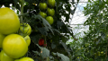 La Ferme du Faascht : un symbole de l'innovation agricole porté par le LIST