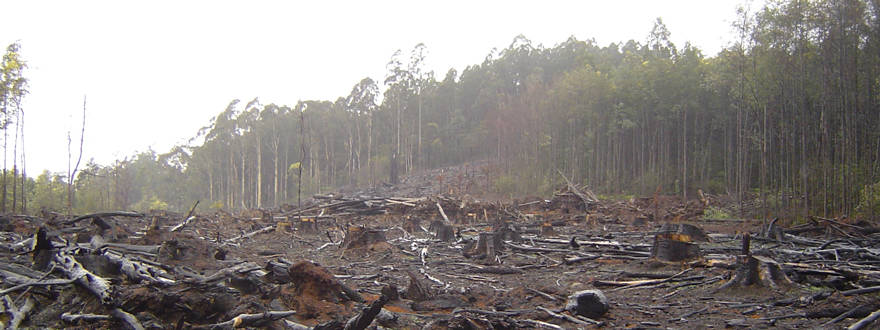 Gouvernements, entreprises s’engagent à stopper la déforestation d’ici à 2030