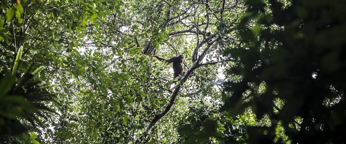 Fondation Shining Hope Luxembourg, populations les plus vulnérables, impact, durabilité, compassion, solidarité, protection des orangs-outans, habitat, biodiversité, sauvegarder la faune et la flore locales