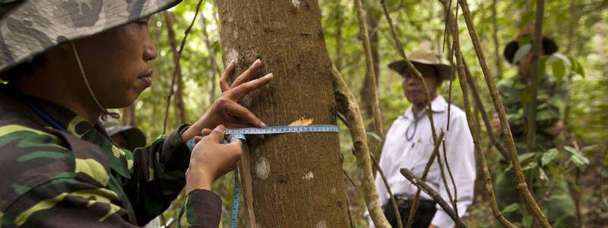 La FAO lance un logiciel informatique pour améliorer les systèmes nationaux de surveillance des forêts
