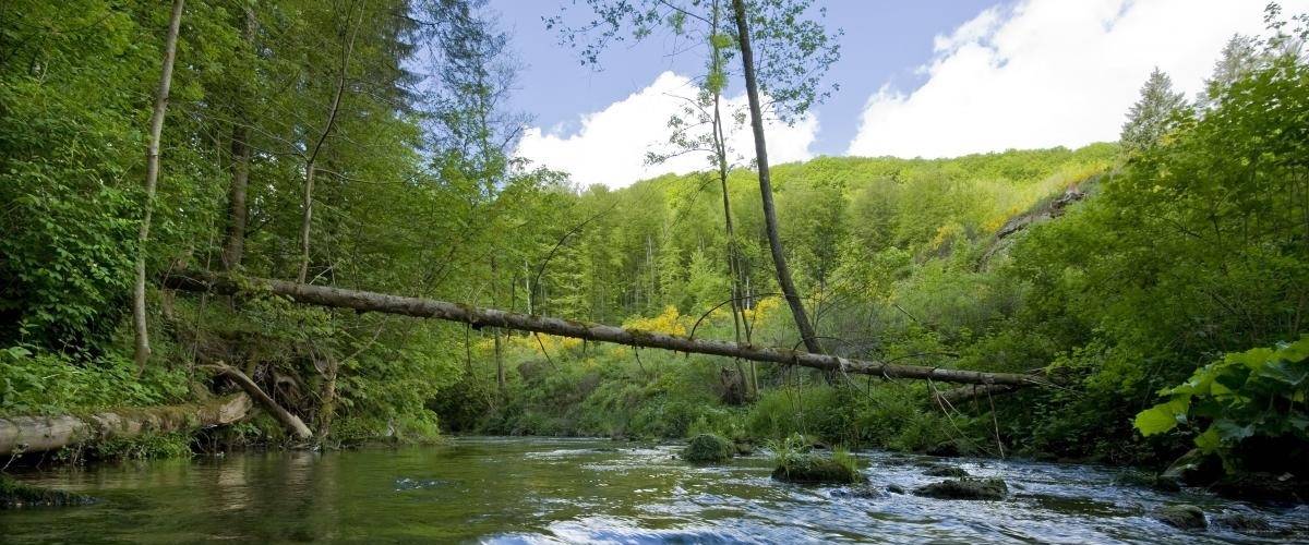 nature, rétablissement des berges le long des cours d’eau, ripisylve, corridor écologique, régulateurs du climat, cours d’eau, environnement, biodiversité, restaurer des zones alluviales, qualité de l’eau, faune piscicole, fonctions écosystémiques, zones de protection, micro-organismes, eau potable, eaux de source, protection des sources dans le Parc naturel du Mullerhal, Alexandra Arendt, biologiste, natur&ëmwelt