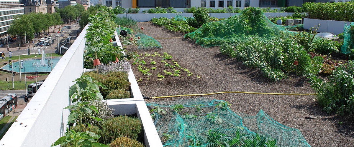 toitures végétales chez Optigrün, biodiversité de nos villes, toitures végétales , conception architecturale, urbanistique et paysagère, écologie, isolation, recyclage des fines particules de pollution, abattement et la filtration des eaux de pluie, toitures naturelles