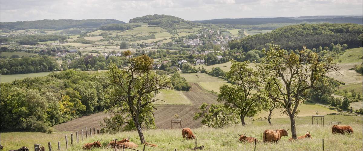 produits régionaux, secteurs agricole et viticole, glyphosate, Union européenne, produits phytopharmaceutiques, terres agricoles, agriculture biologique, fragmentation des paysages, pertes en terres arables, assèchement des sols, Plan d’Action, biodiversité