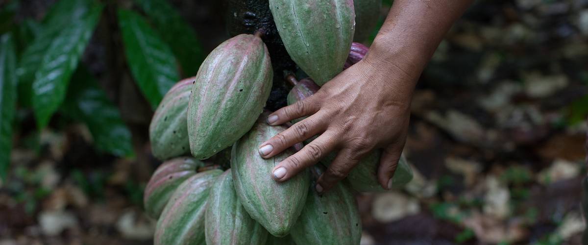 ONG Fairtrade Lëtzebuerg, commerce équitable, marché du chocolat Fairtrade, label Fairtrade, primes de développement, cacao, chocolat Fairtrade, producteurs, injustices sociales, garantie de qualité, de durabilité, chocolat équitable