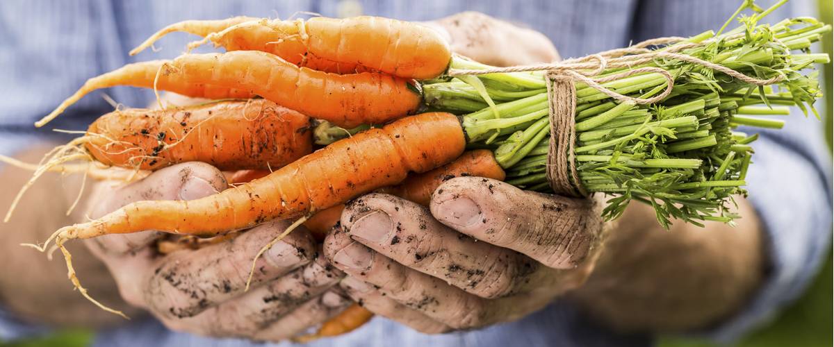 Romain Poulles, président du CSDD, système alimentaire résilient et durable, réduire l'empreinte écologique de notre alimentation, atténuation du changement climatique, lien entre l'agriculture et l'empreinte écologique, systèmes circulaires et agricoles, économie durable, De la ferme à la fourchette