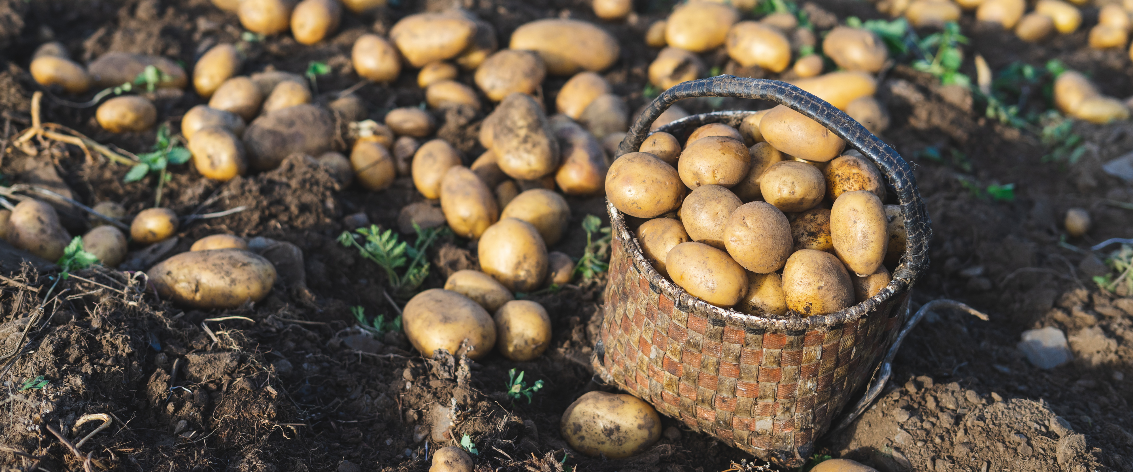 FRUGAL : Favorisons la réduction du gaspillage alimentaire