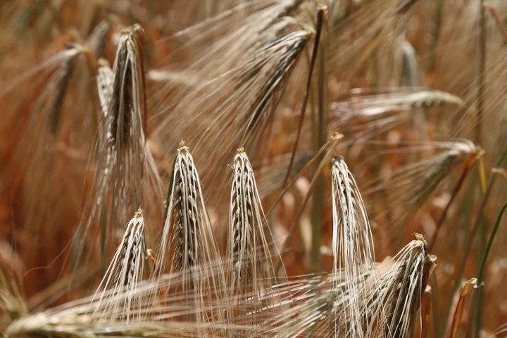 Intolérance au gluten ? La malbouffe est-elle responsable ?