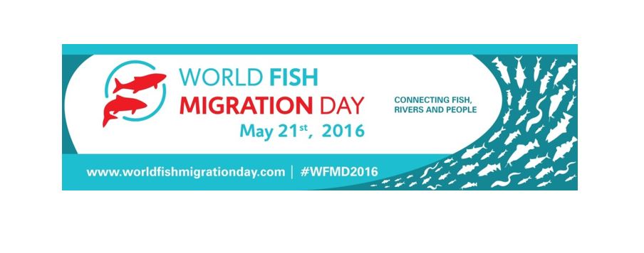 World Fishing Day - une bonne occasion pour souligner les exigences des poissons migrateurs
