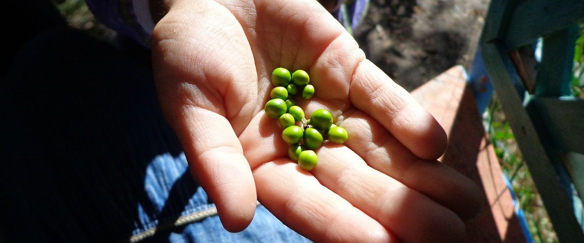 Du bioplastique à base de légumineuses ?