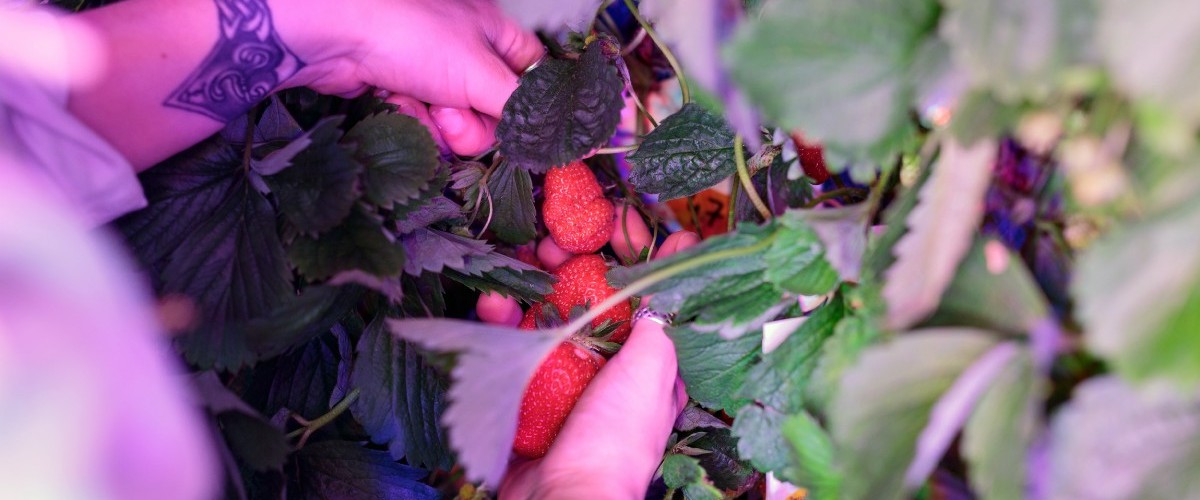 Le Cooltainer ramène sa fraise en ville