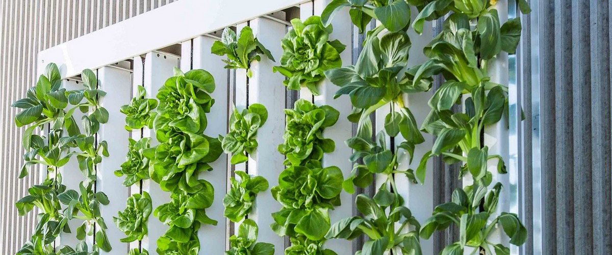 Une ferme verticale pour Shangai