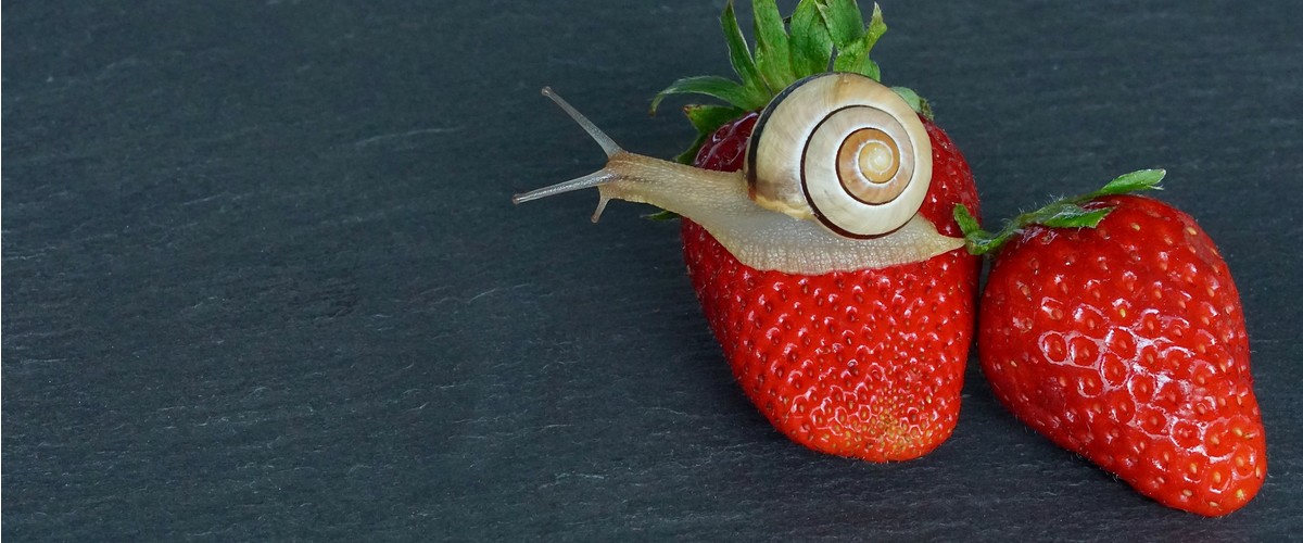 Ne pas jeter les aliments encore consommables
