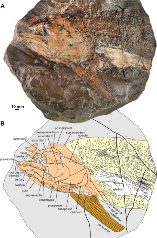 Specimen JCS n° P39 : Pachycormus macropterus (Blainville, 1818) and Octobrachia indet. ; Serpentinum Chronozone, Dudelange