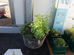 Herbes aromatiques cultivées en hydroponie dans la serre sur le toit du Neobuild Innovation Center