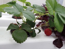 Fraisiers cultivés en hydroponie dans la serre sur le toit du Neobuild Innovation Center