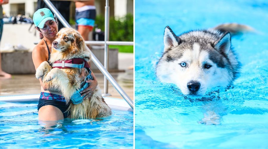 Des dizaines de chiens, accompagnés de leurs maîtres, ont profité de la piscine de Dudelange.