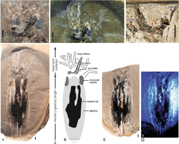 Simoniteuthis michaelyi n. gen. n. sp., holotype (MNHNL TI024), Lower Toarcian, Serpentinum Chronozone, Exaratum Subchronozone, Bascharage. A–D slab ; E–G counter-slab. A overview ; B camera lucida drawing of A ; C close-up of the head–arm complex ; D same under UV-light showing the weakly illuminating arm musculature ; E overview ; F close-up of the preyed fishes, red colour Specimen 1 (op = opercle ; sop = subopercle), blue colour Specimen 2 (caud = caudal fin ; sop = subopercle ; centra = central vertebra) ; G same under UV-light. Scale bars = 10 mm