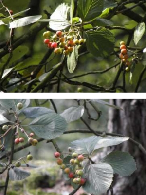 Les baies rouges de l'alisier blanc - sorbus aria