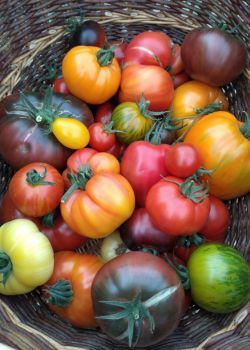 La production de tomates à Canopée est un grand moment gustatif !