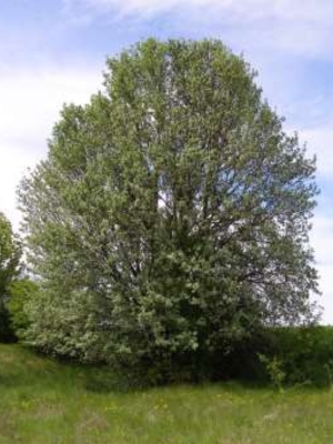 Sorbus aria - alisier blanc