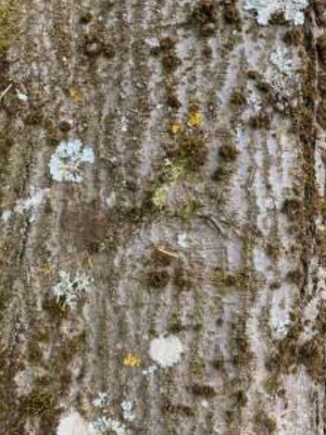 Le tronc de l'alisier blanc - Sorbus aria