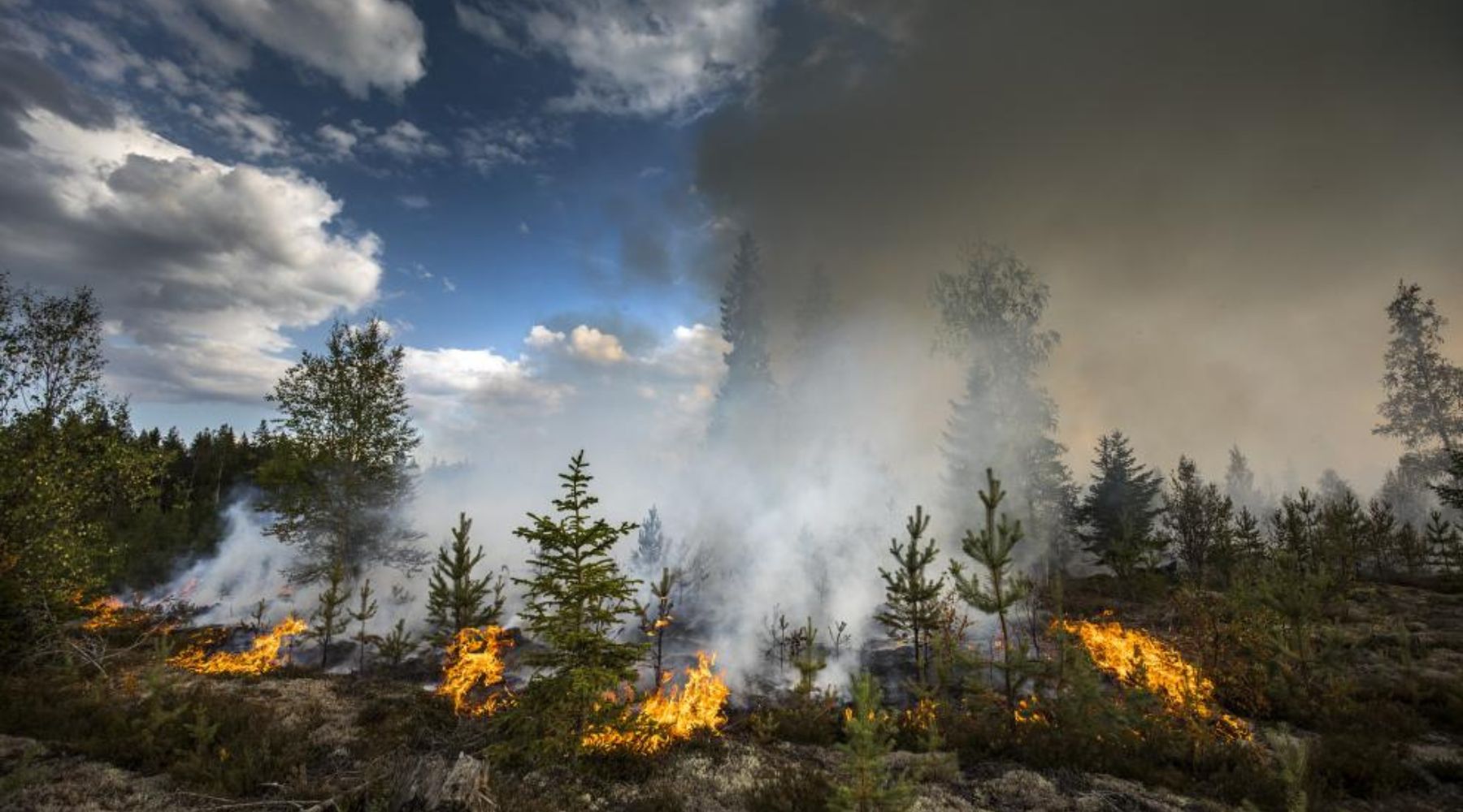 En 2018, la Suède a connu l'une de ses saisons de feux de forêt les plus sévères