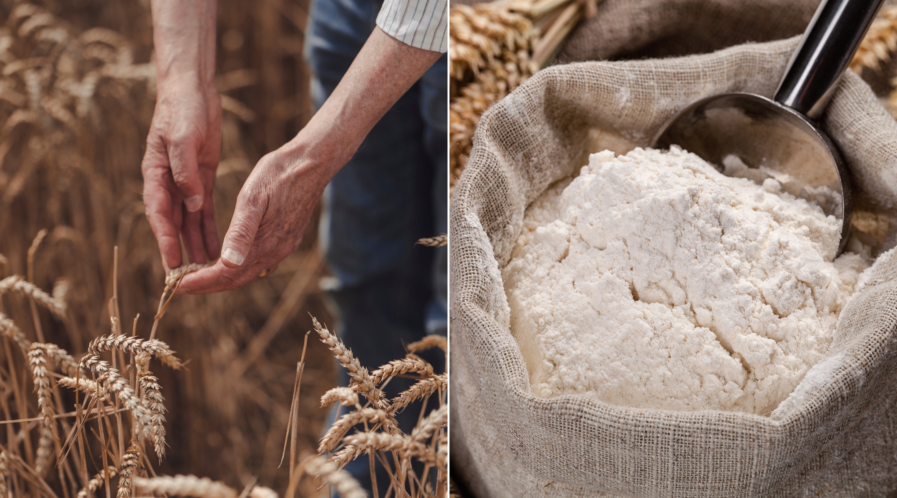 Une collaboration en toute confiance qui permet de cultiver du blé de qualité à travers la filière « Produit du Terroir »