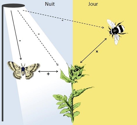 Schéma illustrant les effets en cascade de la lumière artificielle nocturne sur les communautés de plantes et pollinisateurs. Les flèches pleines indiquent des effets directs, les flèches pointillées les effets indirects. Le signe se réfère à la nature attendue de l'effet direct ou indirect. L'effet négatif direct de la pollution lumineuse sur les communautés de pollinisateurs nocturnes, se transmet aux plantes en diminuant leur succès de reproduction, ce qui se répercute sur les pollinisateurs diurnes en diminuant la quantité de ressources alimentaire à leur disposition. © Eva Knop