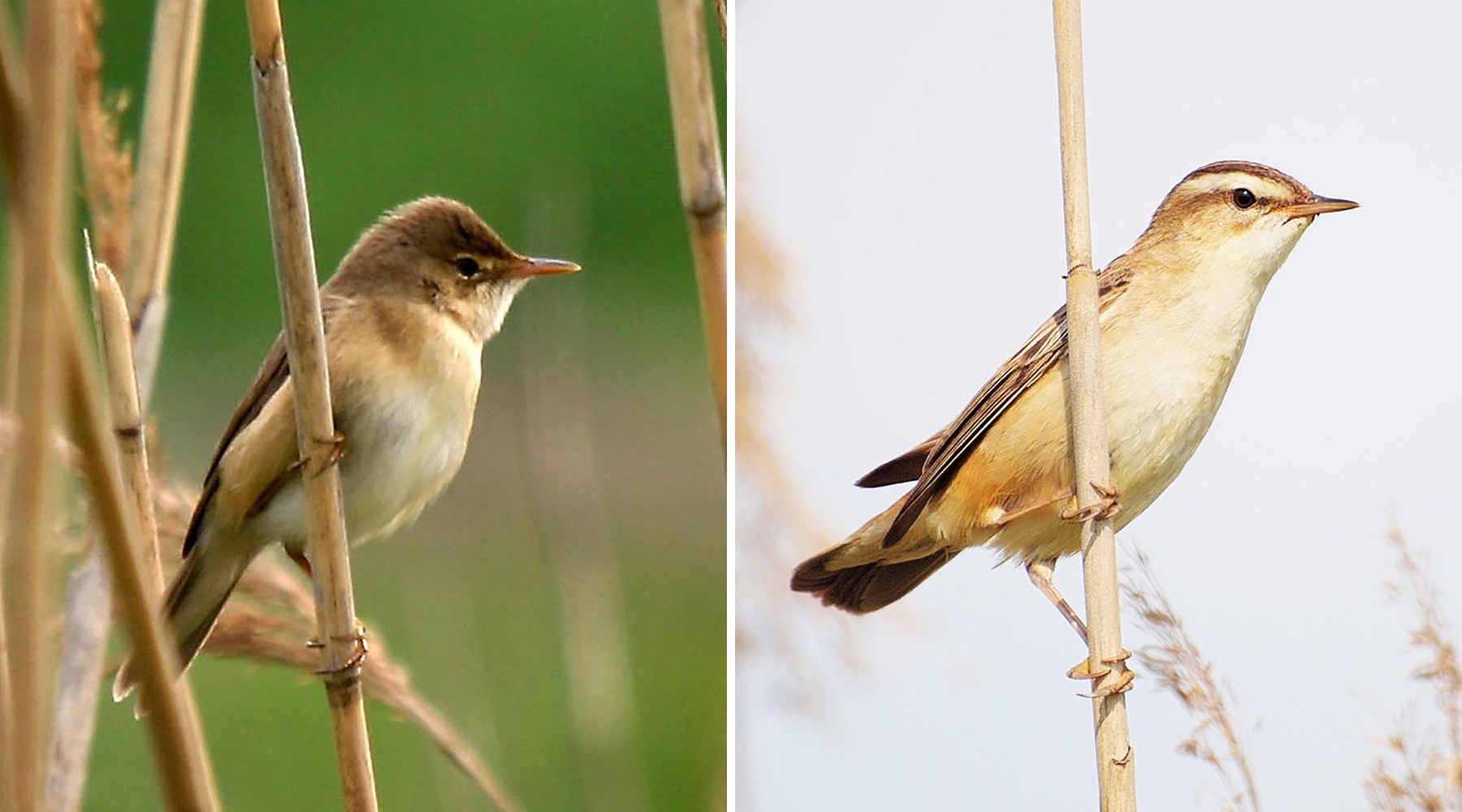 À gauche : Rousserolles effarvattes (acrocephalus scirpaceus). À droite : Phragmite des joncs (Acrocephalus schoenobaenus)