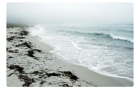 Les algues nourrissent une faune marine et terrestre. Décomposées, elles permettent l'installation de la végétation des hauts de plage qui, à leur tour, fixent les dunes tout en limitant l'érosion marine.