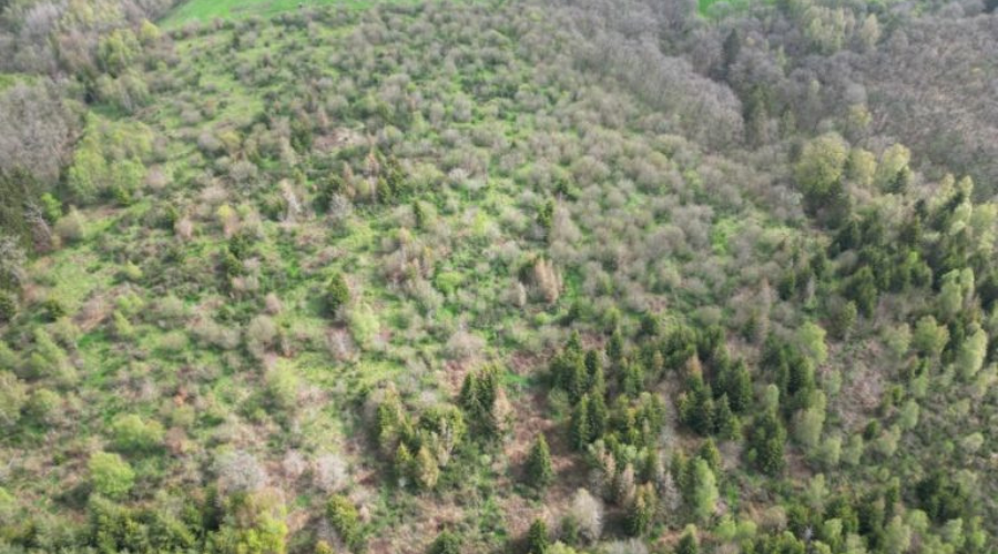 Exemple d'une coupe à blanc non protégée de 20 ans dans l'Oesling. En raison du broutage par le gibier, la régénération naturelle ne peut pas être suffisante et aucune forêt ne peut se développer dans un avenir prévisible.
