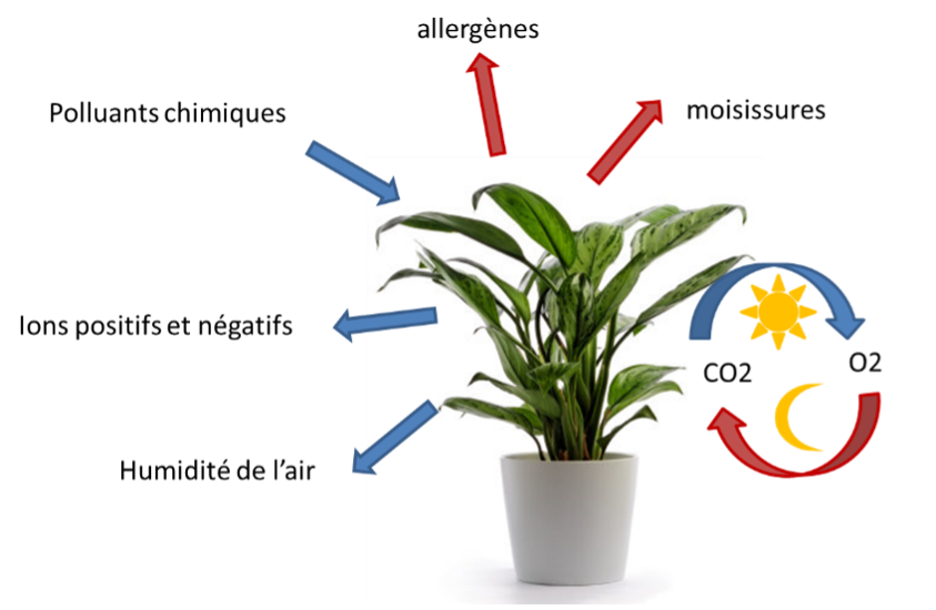 Effets des plantes sur la qualité de l'air intérieur