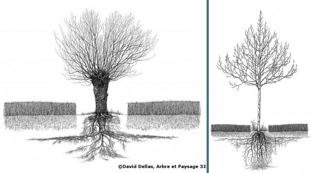 Dessins de David Dellas