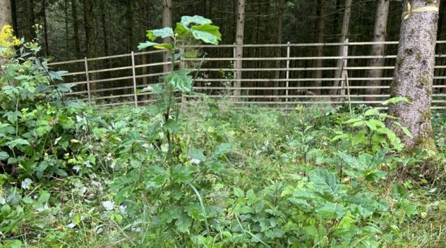 Un jeune chêne sessile planté par le geai dans un trou de scolyte d'une monoculture d'épicéa, bien protégé par une barrière à gibier en bois.