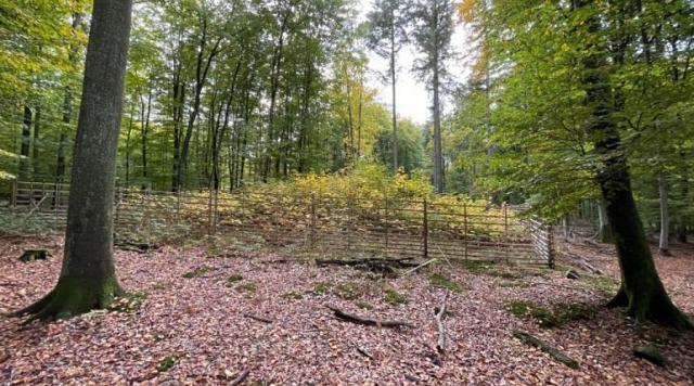 Devant et derrière la porte de gibier : les effets de la morsure sont clairement visibles.