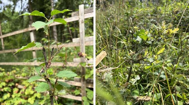 À gauche : merisier planté par le merle et mangé par les cervidés / À droite : chêne planté par le Geai et mangé par le gibier