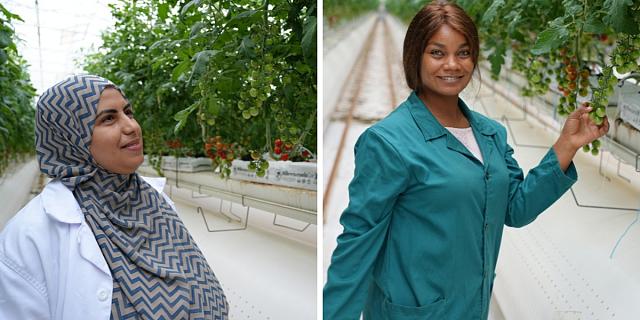 L'environnement des cultivateurs de tomates cerises a été nettement amélioré