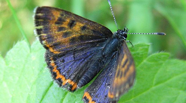 Le cuivré de la bistorte, espèce cible des sites Natura 2000 autour de Wiltz et son habitat, les prairies humides.