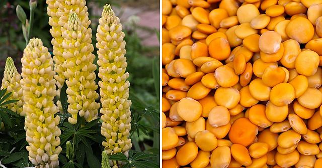 Les lupins sont un genre de plantes à fleurs (à gauche), dont Ecoffee utilise les graines (à droite).