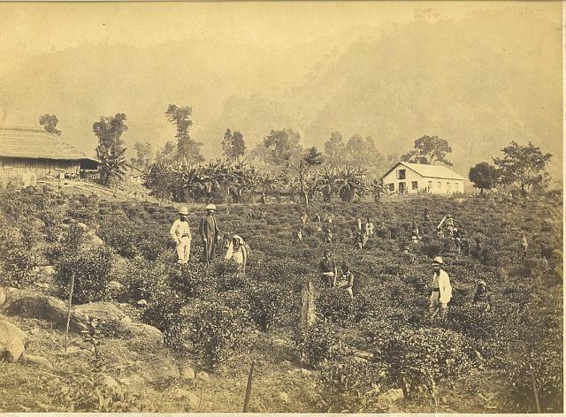 Propriétaires britanniques et cueilleurs népalais et indiens dans la région de Darjeeling, 1880