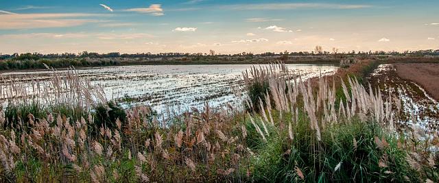 Riziculture en Camargue