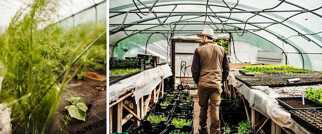 Dans cette serre, les concombres ont été plantés entre les rangées de fenouil. Lorsque celui-ci sera à maturité, il sera récolté et laissera davantage de place aux concombres pour se développer. Marko : « On gagne du temps et de la place, et il y a des relations bénéfiques qui se créent entre les différentes familles de plantes ».