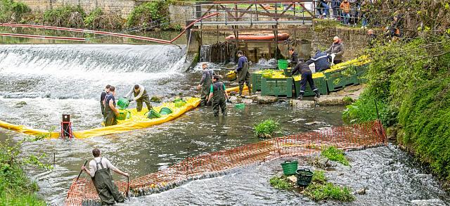 Tous les canards de la Duckrace sont récupérés à l'arrivée grâce à un système de capture. Ils sont réemployés d'année en année