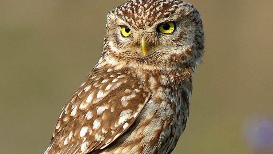 Urbanisme et agriculture : deux défis-clé pour enrayer la perte de la biodiversité