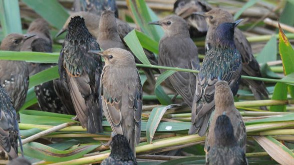 Ein Wochenende voller BIRDWATCH
