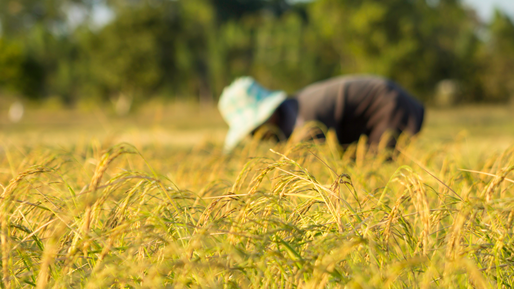 Appel à l'action pour la Journée internationale des luttes paysannes