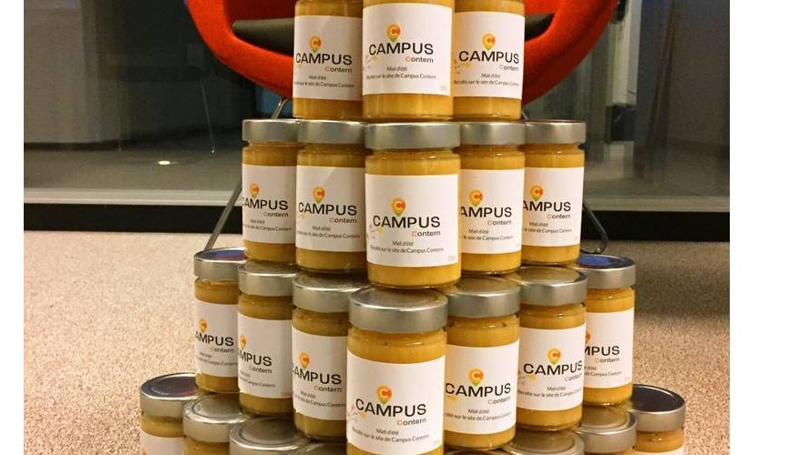 14 kilos de miel ... Nos locataires du Penthouse ont été productives !