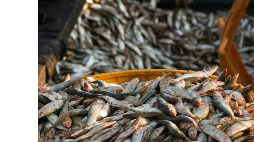 Le changement climatique entraîne la disparition des poissons